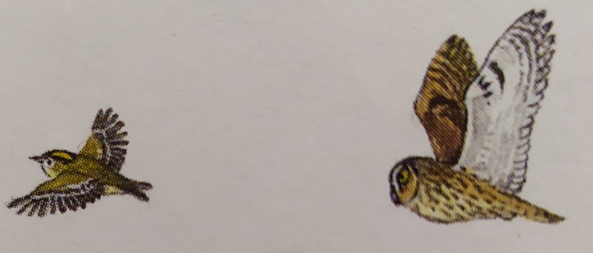 Желтоголовый королёк и Ушастая сова