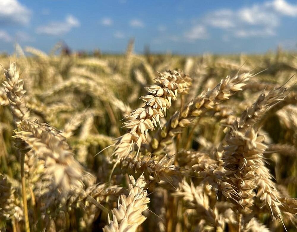 Перед началом уборки зерновых в России. Источник: mcx.gov.ru