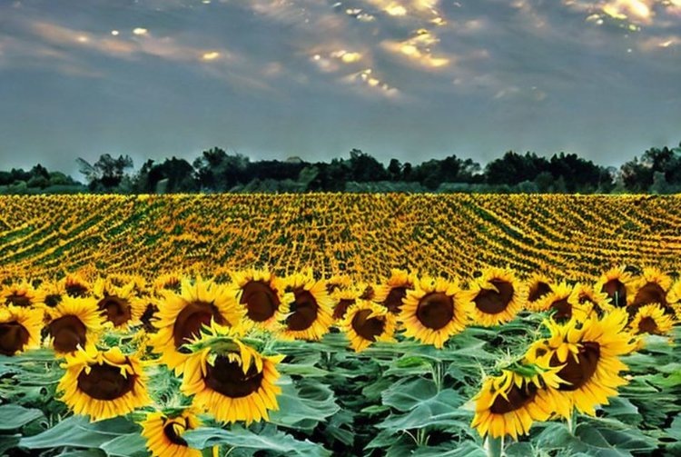    На финише уборки подсолнечника 2024 лидерами являются субъекты Центральной и Южной России