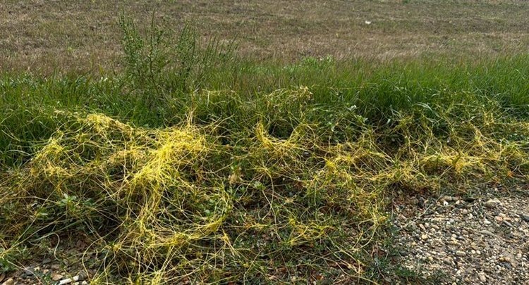    Повилика распространяется в Курской области