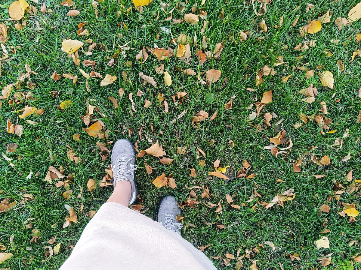 Фото сегодняшнего дня. Вот такая зелёная осень. 