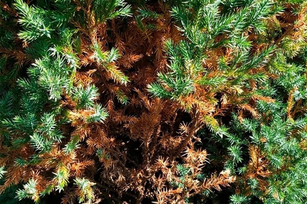    Под Новороссийском на выгоревшем участке леса высадили кусты можжевельника