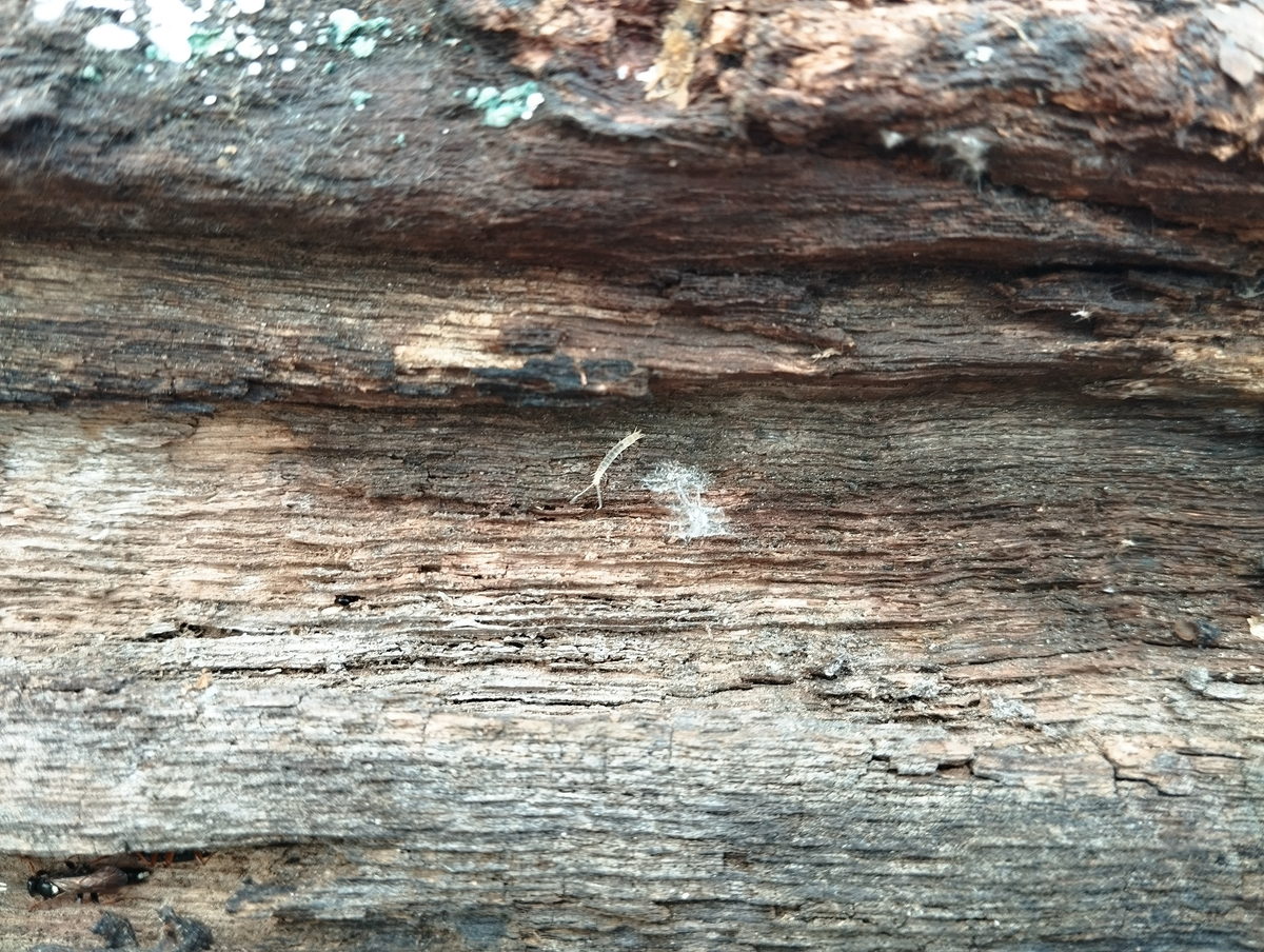 Симфила Symphyla в Мытищах. 25.10.2024.