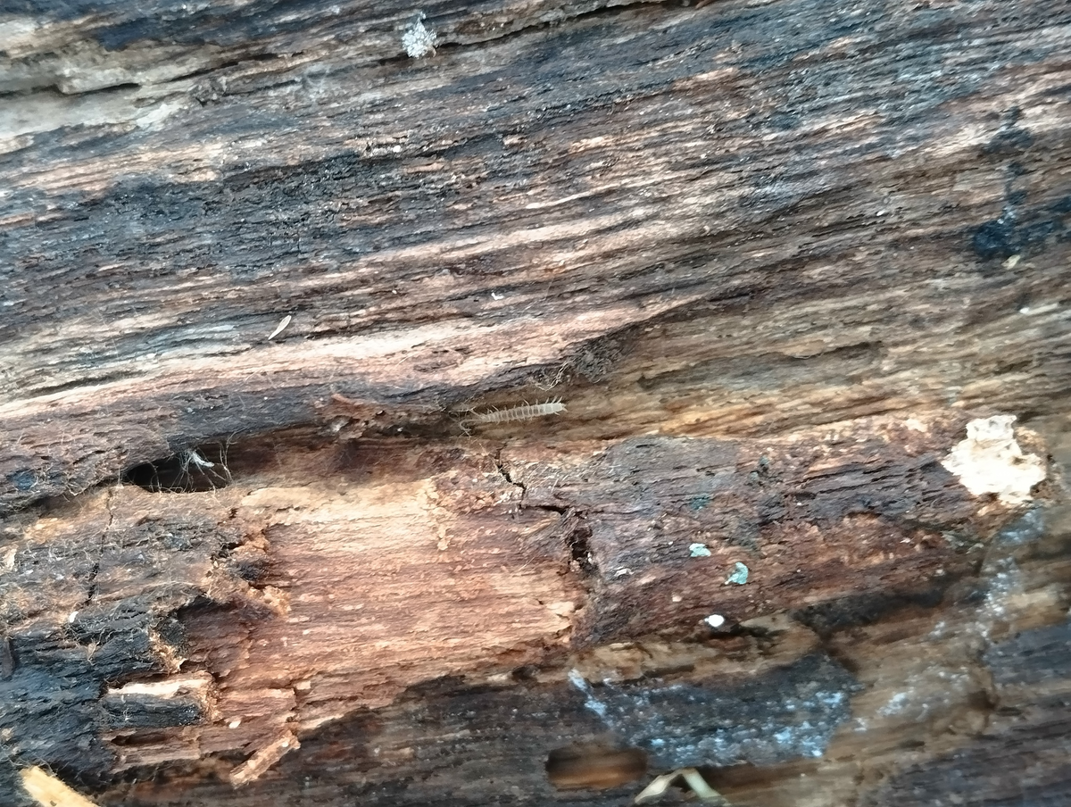 Симфила под перевёрнутым бревном. 19.10.2024.