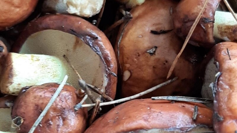     Грибы. altapress.ru