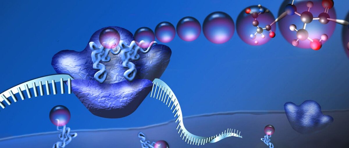 Рибосома в действии. Автор: Николь Р. Фуллер / Национальный научный фонд. 