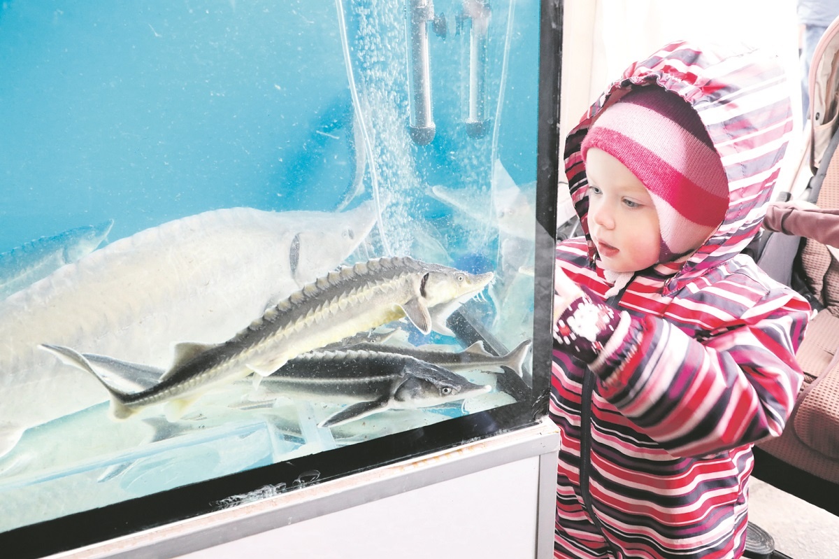    Рыба и морепродукты официально подорожали на треть