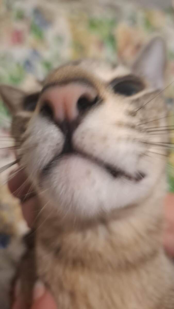 Ориентальский нос