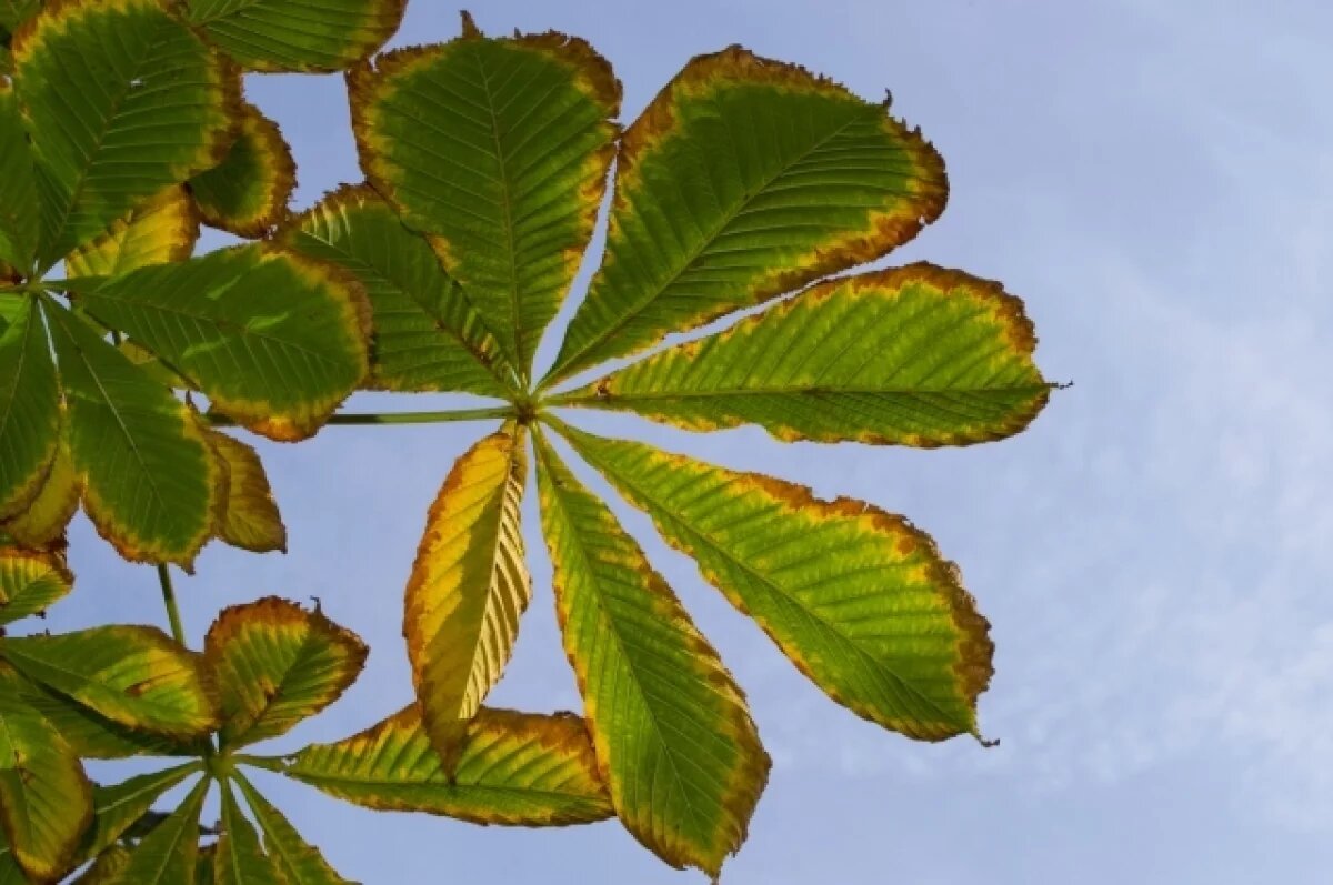    1780 килограммов каштанов собрали волгоградские дети для лесничих