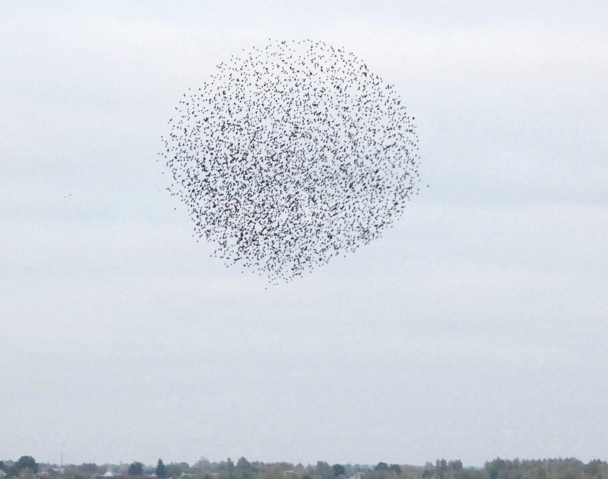 Фото из курского тг-канала