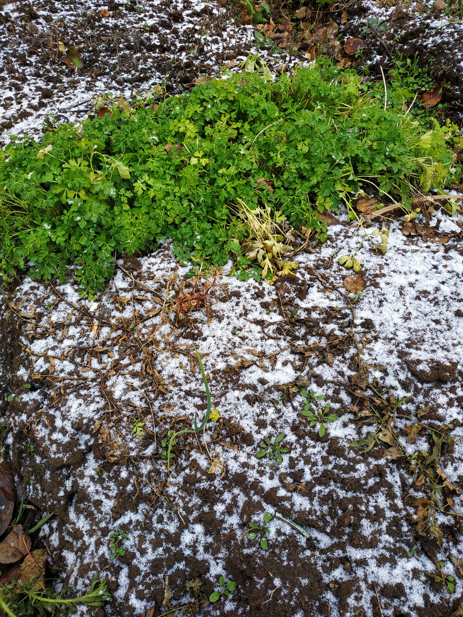 Стоит из последних сил