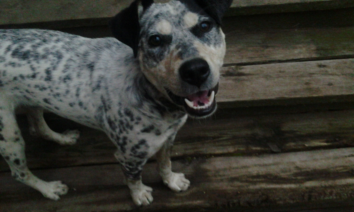 Лордик. Фото автора.