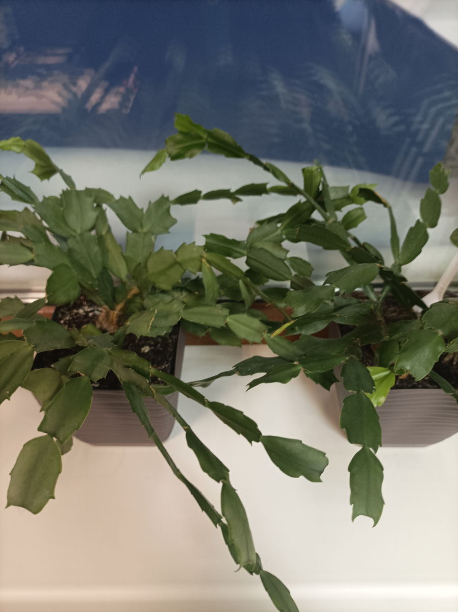 Два брата-акробата.