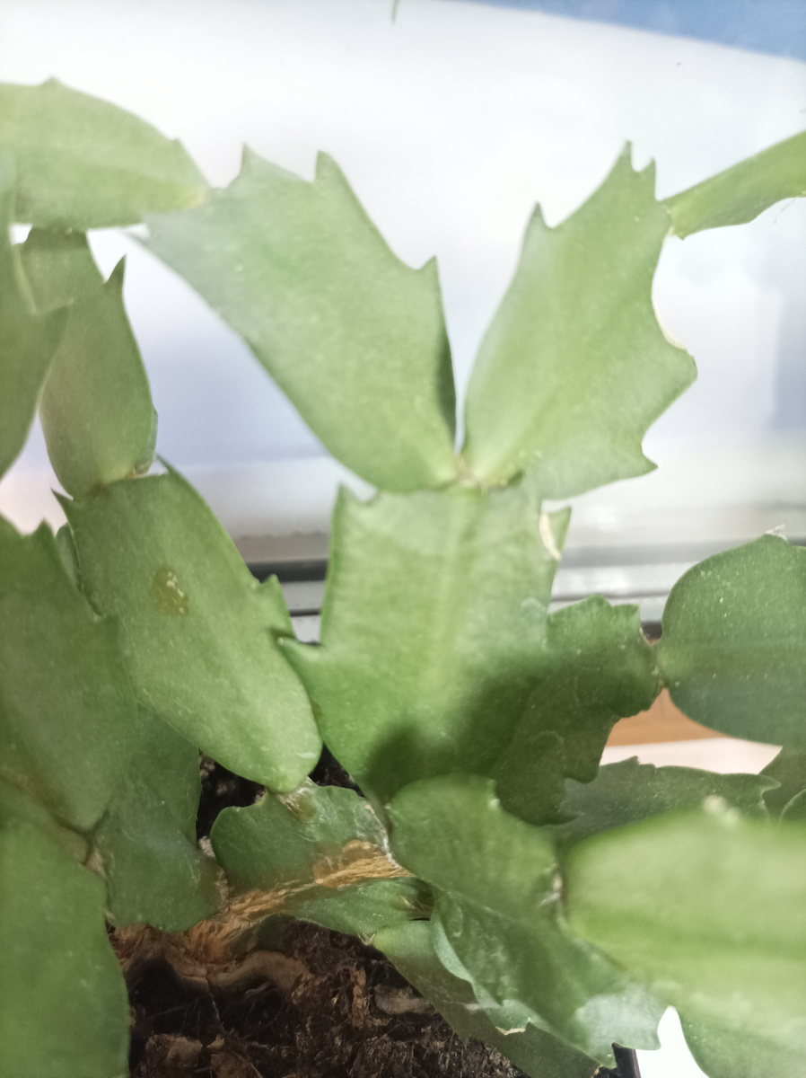 Фото у корней 