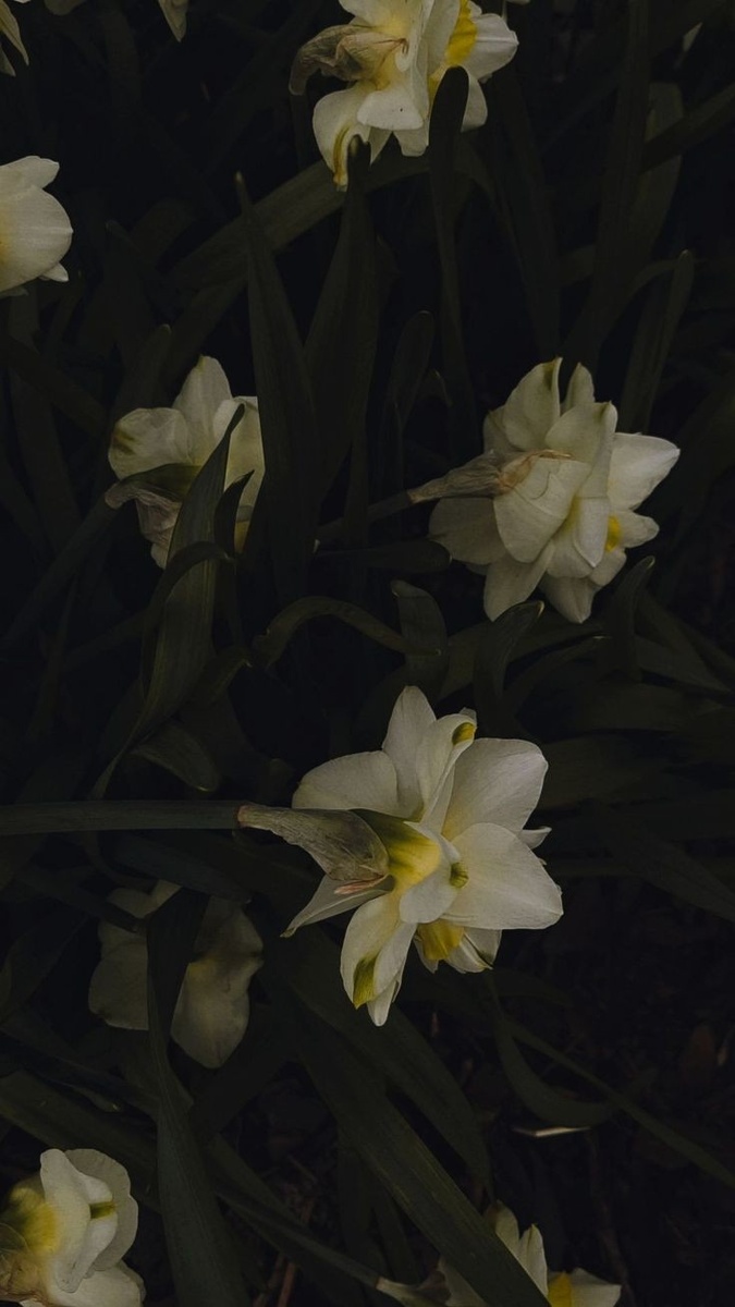 Нарцисс- это не только цветок, но и человек с психическим отклонением.