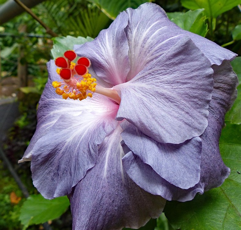 Фото Graham’s Island