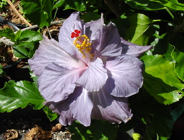 Фото fancyhibiscus