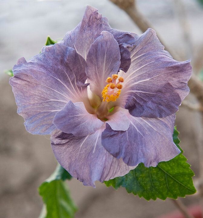 Фото Kerry Mitchell