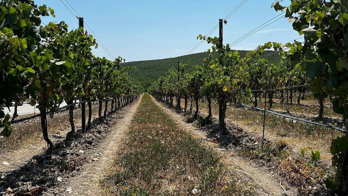    Фото: телеканал «Краснодар»