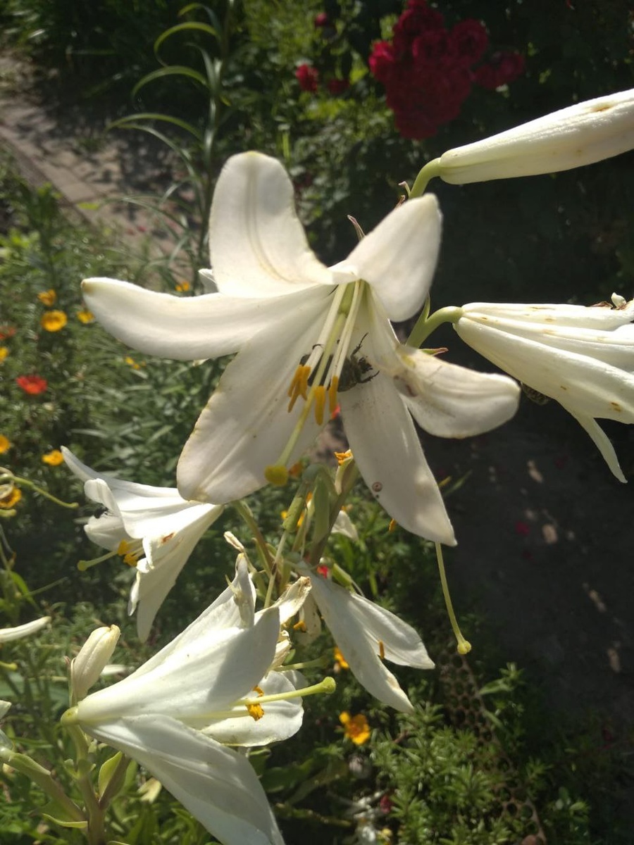 Белая лилия