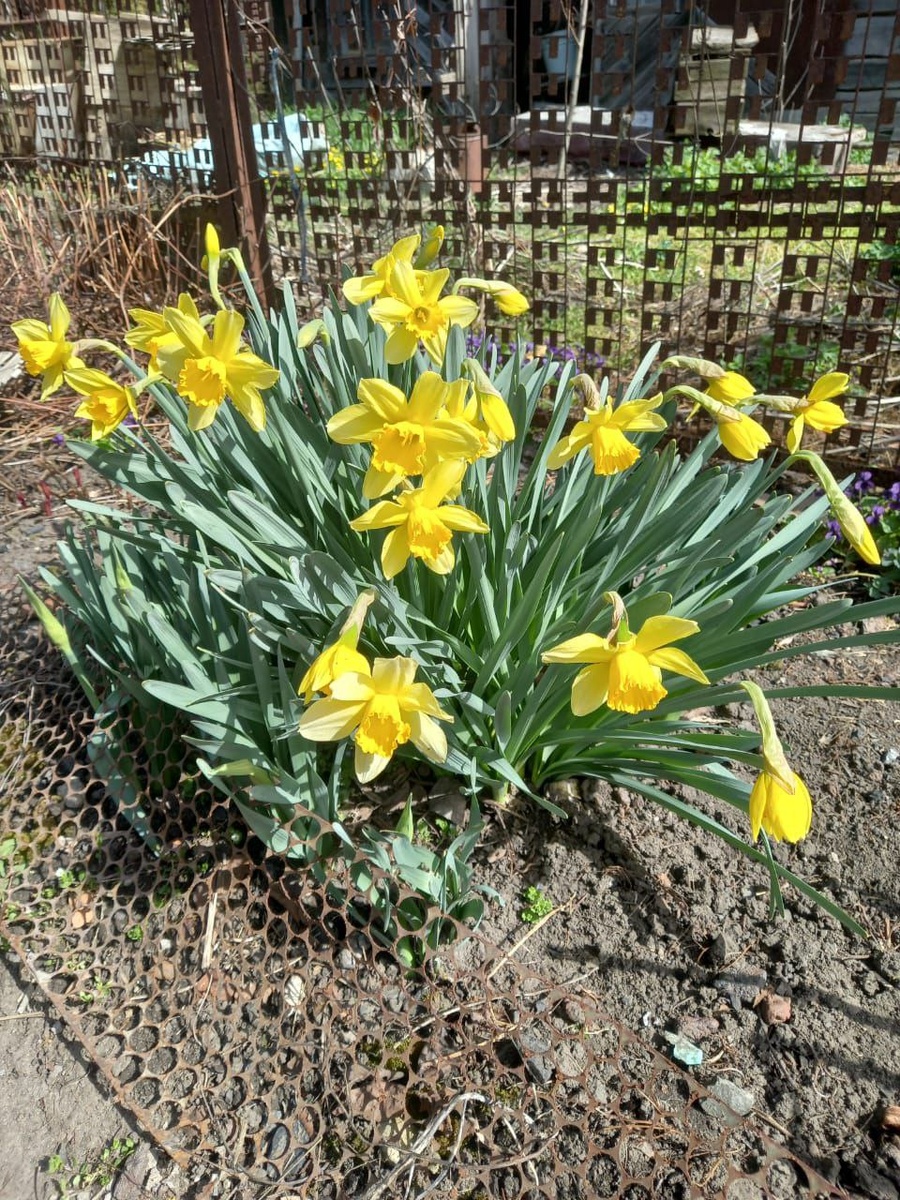 Нарциссы 