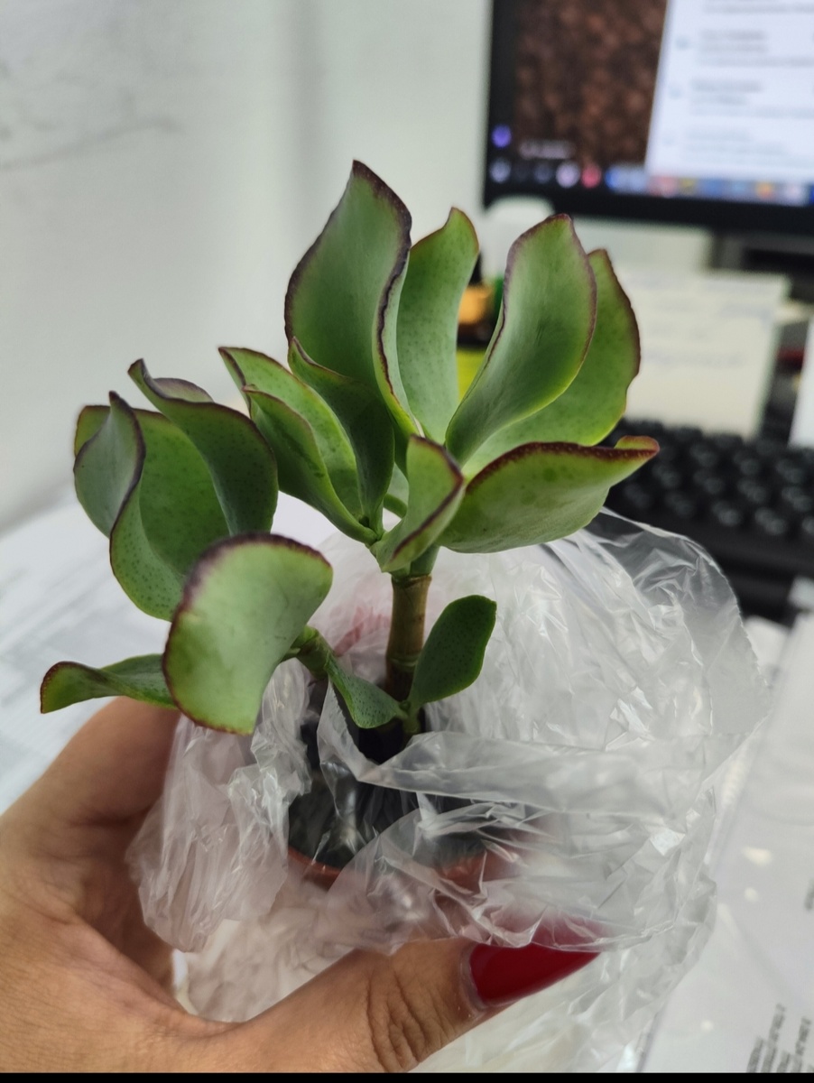 Крассула 15 августа 2024г. в момент покупки