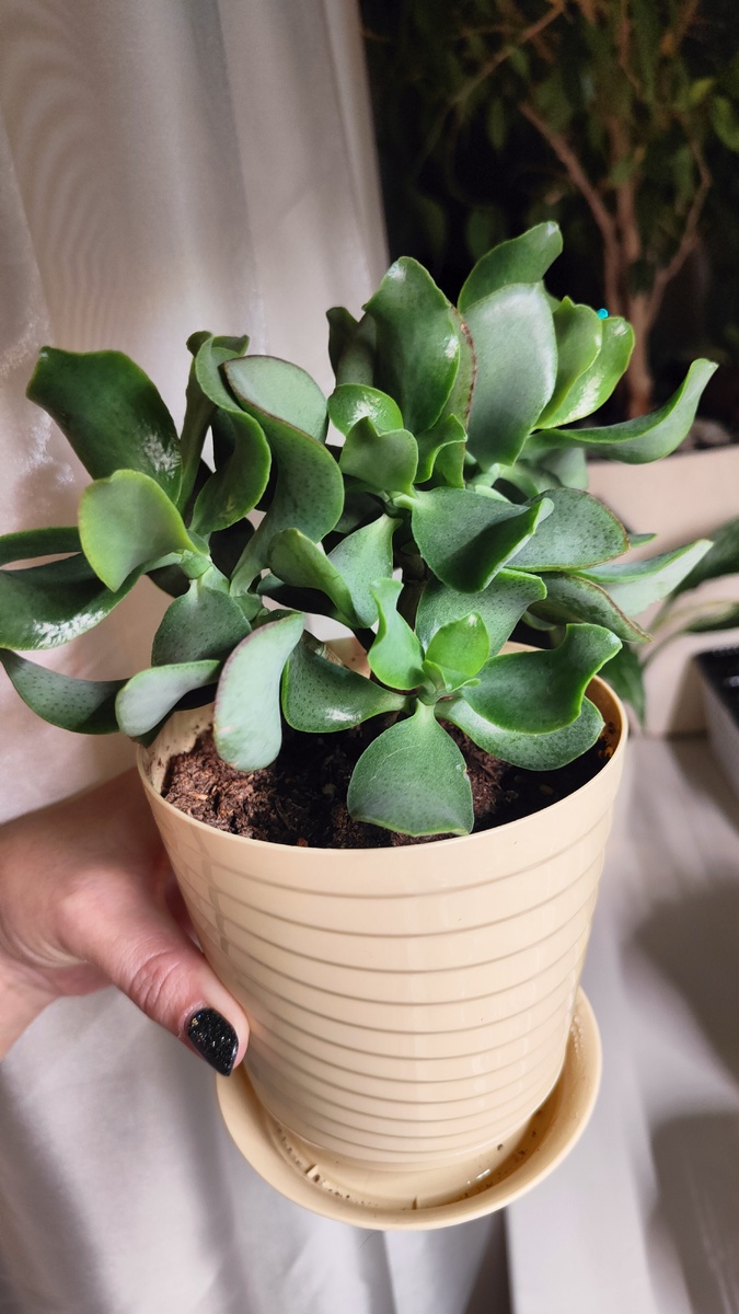 Та же Крассула сегодня, 7 ноября 2024г.