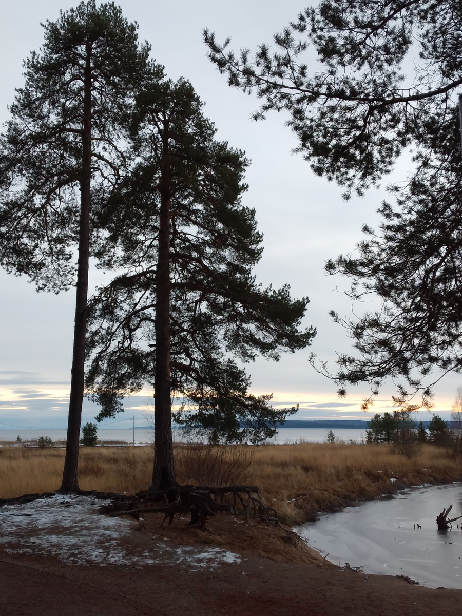 фото автора (Устье реки Вичка. Онежское озеро. Место впадения реки Вичка в Онежское озеро).