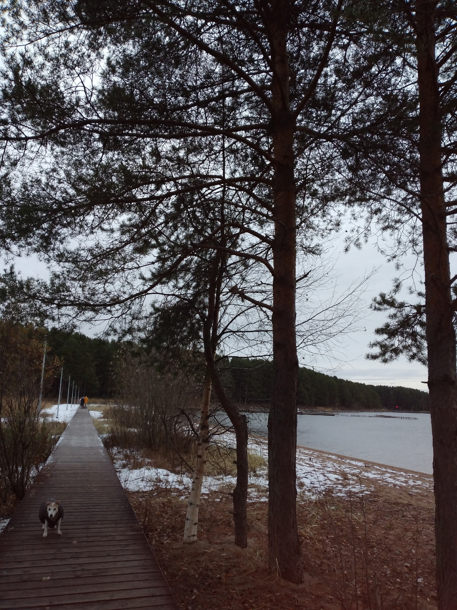 фото автора (По дорожке к реке Вичка. Онежское Озеро).