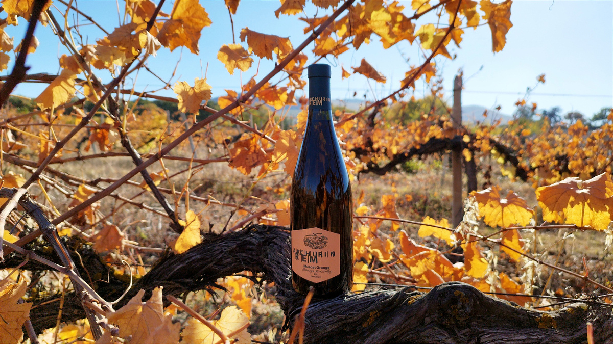 Виноградник неподалёку от реки Чёрная. Мускат Оранж 2021 Рем Акчурин.