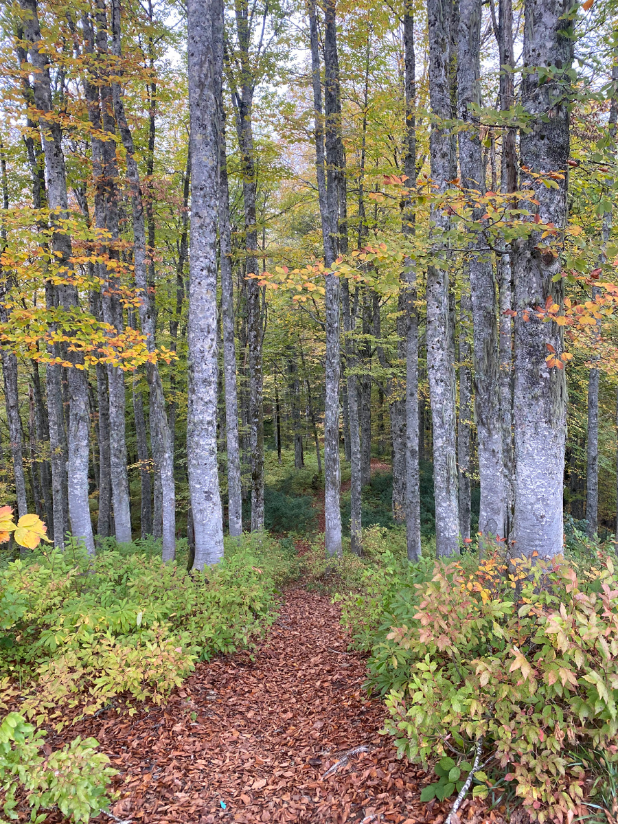 Осенний краснополянский лес