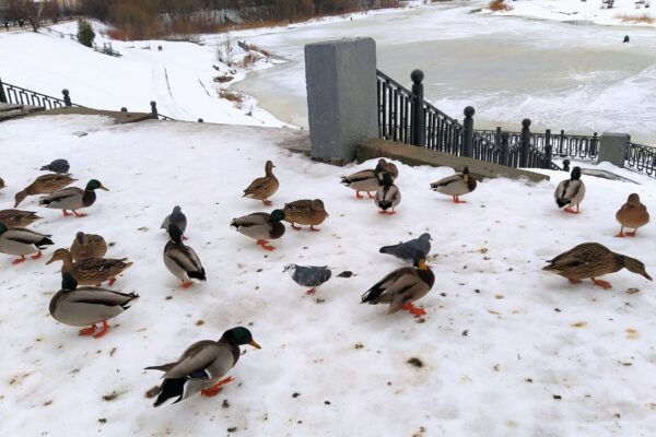    Фото: Екатерина Иванова. UG.RU