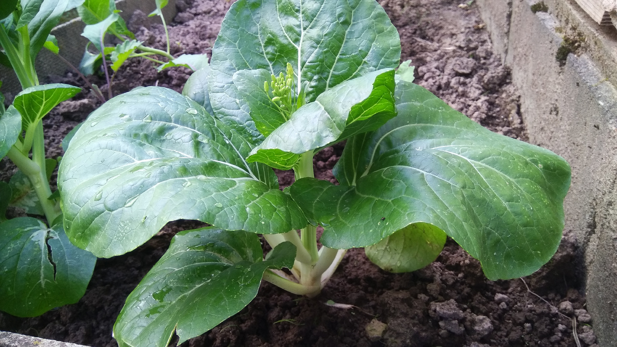 Июль, появился цветонос