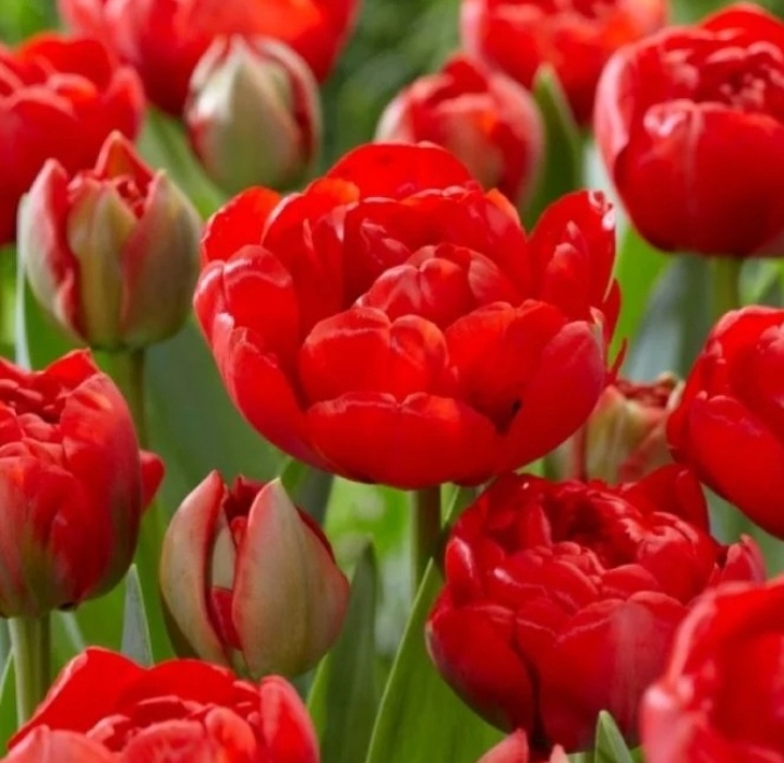 Тюльпан Миранда 