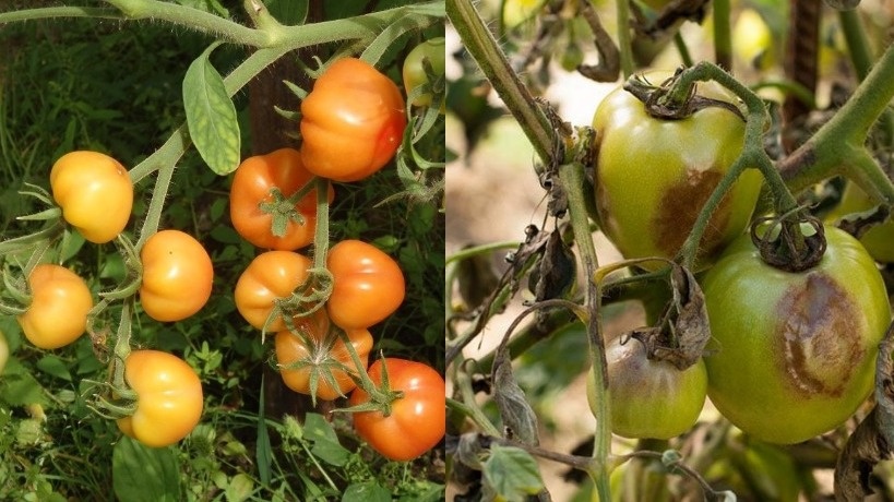 Разница между защищенными и незащищенными растениями