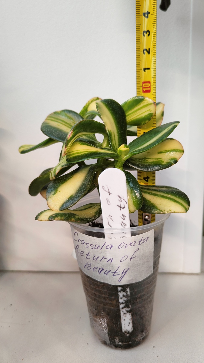 Безумная красотка