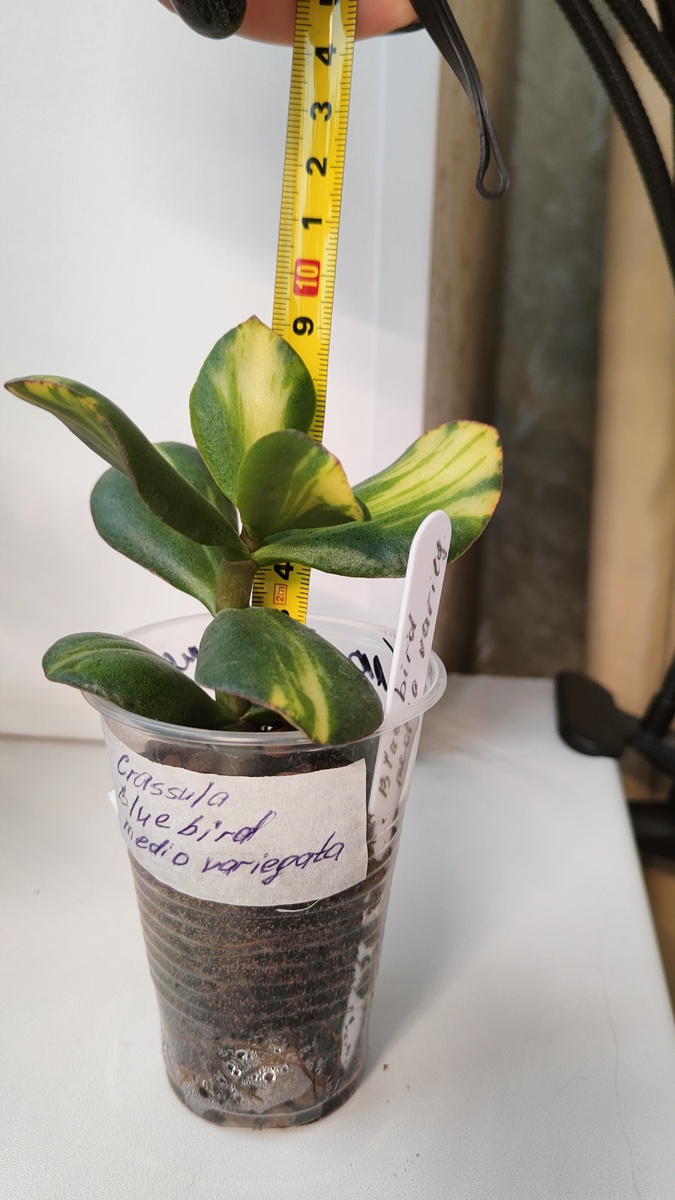 А эта вообще с толстенными листами 