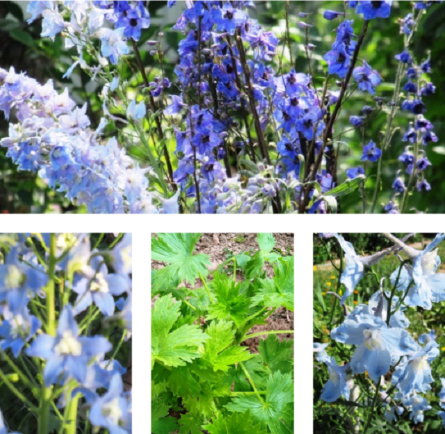 коллаж из фото автора