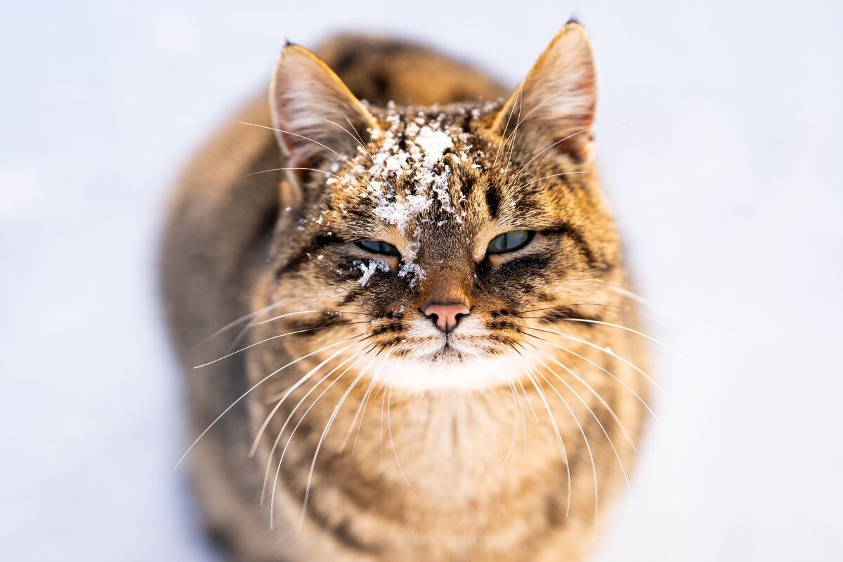 Холодно ли кошкам зимой