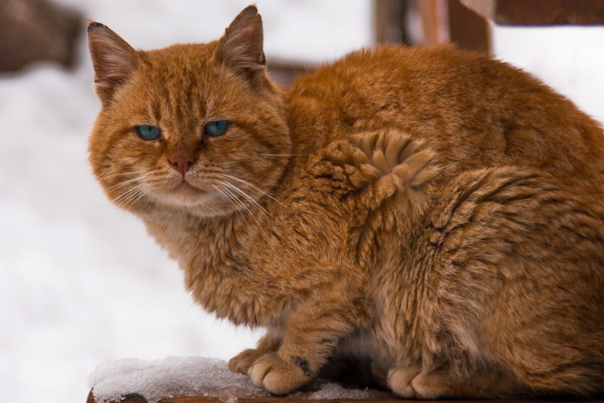 Уличный рыжий кот