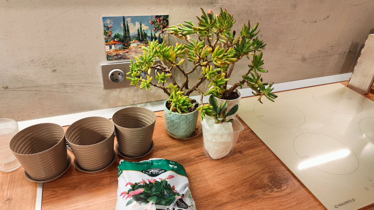 Две взрослые крассулы и одна малявка (заодно) готовятся к переезду в новые горшки.