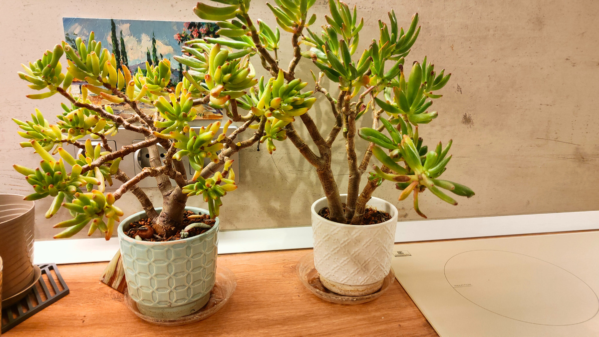 Крассулы Коралл. Явно давно сидят в этом грунте