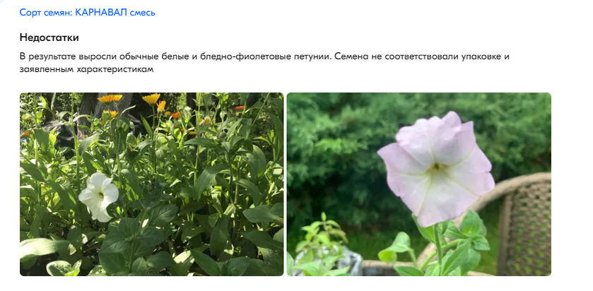 Отзывы о петунии «Карнавал» фирмы «Любимый сад» в интернете.