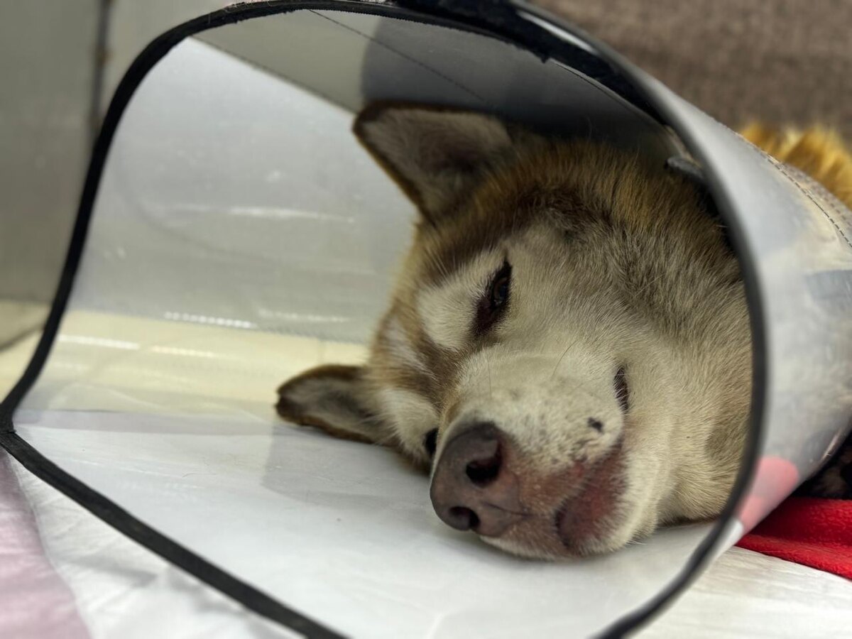 Локи. В день после вмешательства 