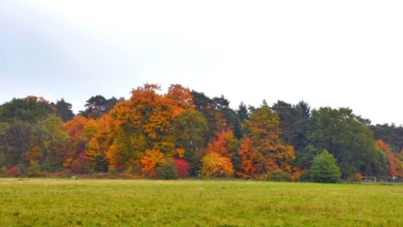 Фото: pxhere.com