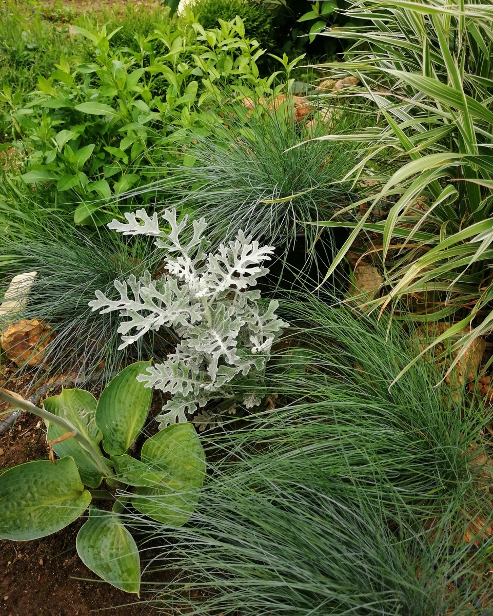 Здесь, например, все растения, кроме цинерарии, в горшках. Я их вкапывала прямо в целину, чтобы потом легко достать, когда буду перекапывать. Никаких тебе выбираний корней сорняков, никаких повреждений у культурных растений. И расформировать можно быстро прии желании.