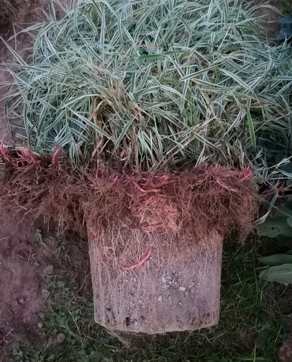 Вы не видите керамзит, а он там есть! Выбирание оного из цепких корней – это задача простая, но долгая и нудная. И ненужная!