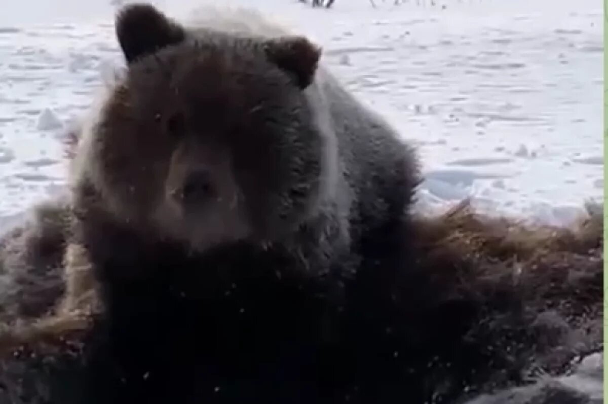    На Камчатке обследовали место ЧП с медвежонком на мильковской трассе