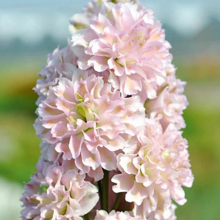 Сорт "Ча-ча" - все фото в этой статье дельфиниумов новозеландских гибридов типа шотландского Фламенко (первое фото) из свободного доступа. 