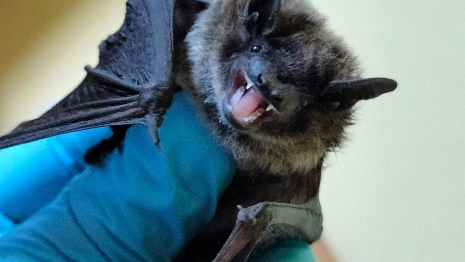     Автор: Ульяна Горобейко Источник: amurleo_land